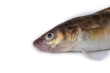 Saffron cod isolated on white (Northern Pacific cod variety)