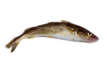 Saffron cod isolated on white (Northern Pacific cod variety)