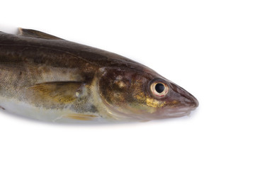 Saffron cod isolated on white (Northern Pacific cod variety)