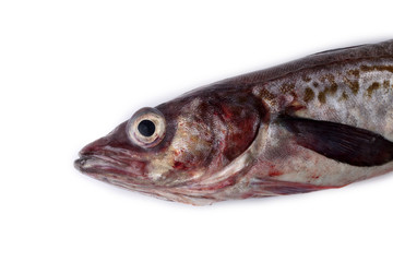 Alaska pollock