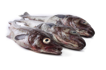 Alaska pollock isolated on white