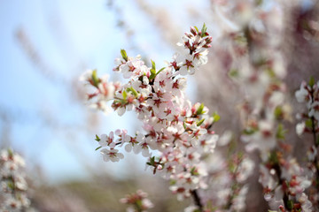 Fototapeta na wymiar Nanking cherry blossom