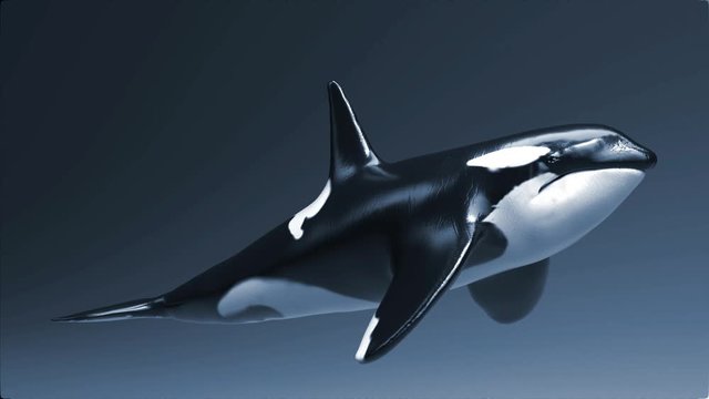 Killer whale of background, 3d render