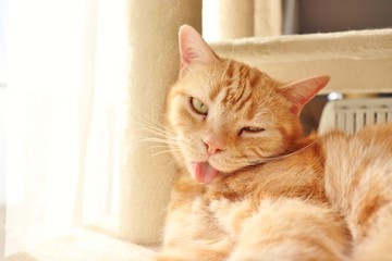 首を傾けてキュートなポーズの猫アメリカンショートヘアー