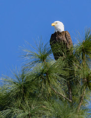 Bald Eagle on the Lookout
