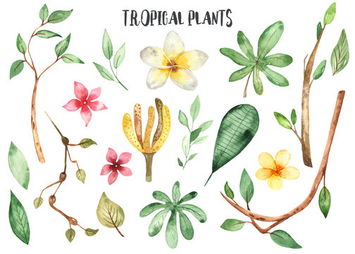 Watercolor set with tropical plants, flowers, branches, leaves