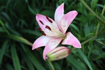 Beautiful growing lily flowers