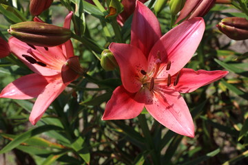 Red lilies in garden
