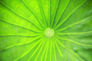 Fresh lotus leaves with very clear veins