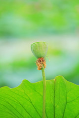 Beautiful pink lotus, close-up photos