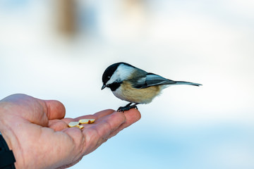 Birds feeding on the hand 