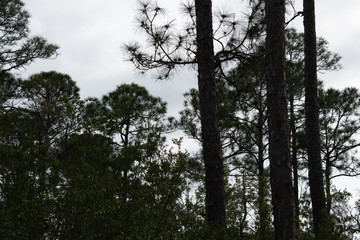 pine tree silhouette