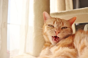 ちょっぴり怒り顔の猫アメリカンショートヘアー