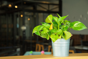 Spotted betel plant in metal pot on wooden table at office background.