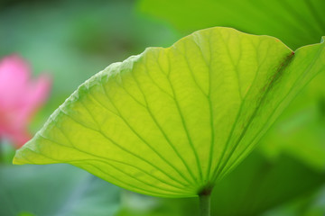 Fresh lotus leaves with very clear veins