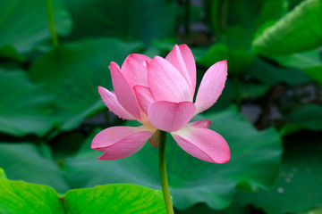 Obraz premium Lotus in the pond