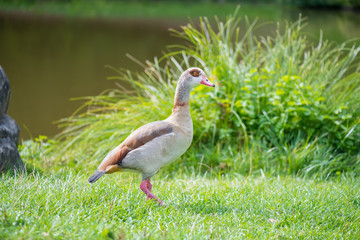 duck in the park