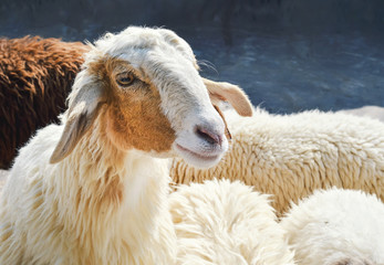 Fototapeta premium sheep portrait in farm,Thailand
