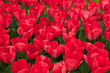 field of blooming red tulips in spring