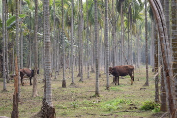 Nepal_Forest_Cow