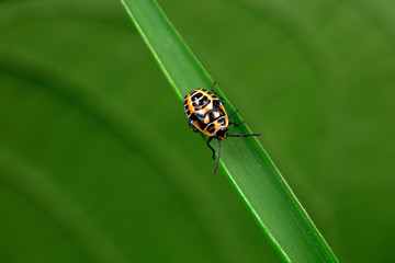 bug nymph on the leaf