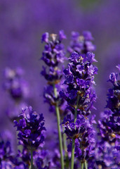 Closeup of blooming lavender stem in field of purple 