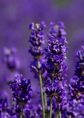 Acrylic prints pruning Closeup of blooming lavender stem in field of purple 