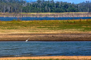 A Large Egret wading in Lake Tinaroo on the Atherton Tablelands in Queensland, Australia, with low water during drought