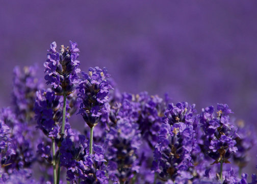 Closeup Of Lavender Plants In A Beautiful Purple Field 