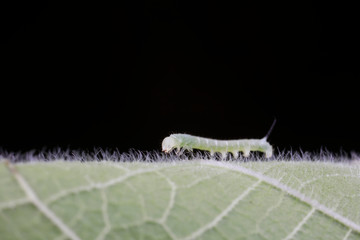 Hawk moth larvae on green leaf