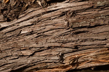 background made of old tree bark, wood, texture and patterns