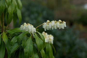 Lily of the Valley flowers closeup