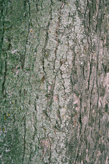 background made of old tree bark, wood, texture and patterns