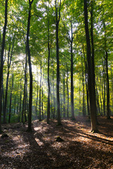 sunlight shining through tall green trees in woodland forest