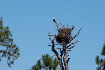 Bald Eagle on nest in front of blue sky