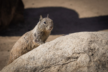Basking Squirrel on Rock
