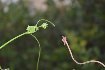 Young shoots of vegetables sprouting along the fence