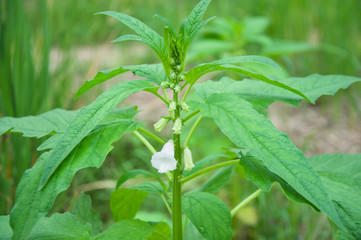 Sesame flower is blooming in the farm.