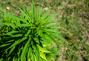 Cannabis