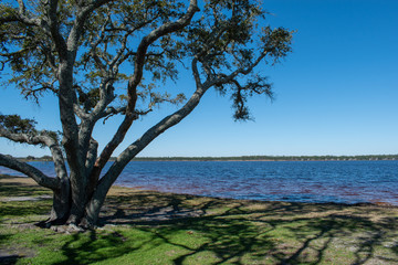 Shaded winter ocean tree