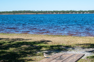 ocean lake shores Gulf Shores