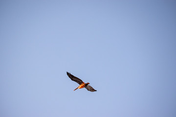 Ocean Sea Birds