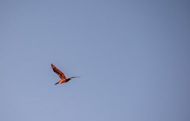 Ocean Sea Birds