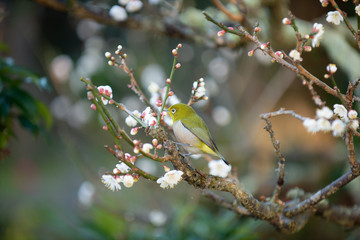 梅の花とメジロ