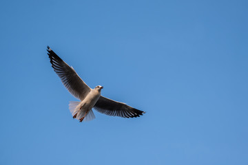 Fototapeta premium Seagulls flying in the blue sky.