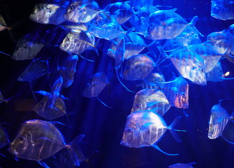 A large school of Lookdown fish under the blue lights