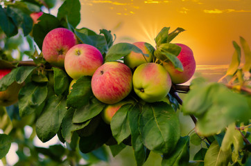 Red apples on a branch at sunset.