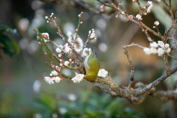 梅の花とメジロ