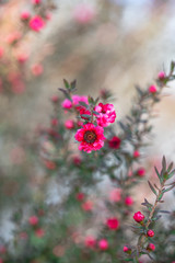 Fototapeta na wymiar Manuka plant in bloom. Beautiful small pink flowers of manuka tree