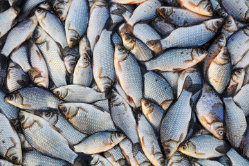 Piles of crucian carp